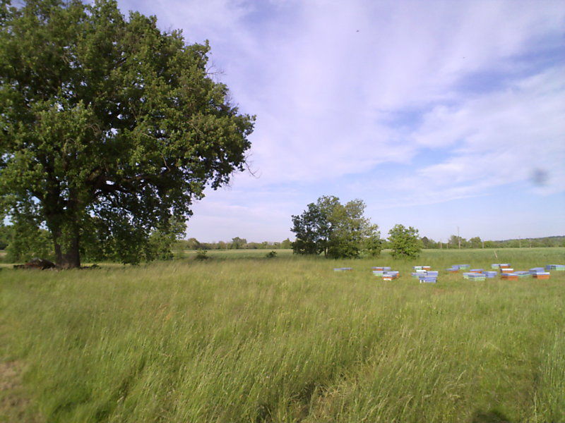 La ruche Bellona jaune