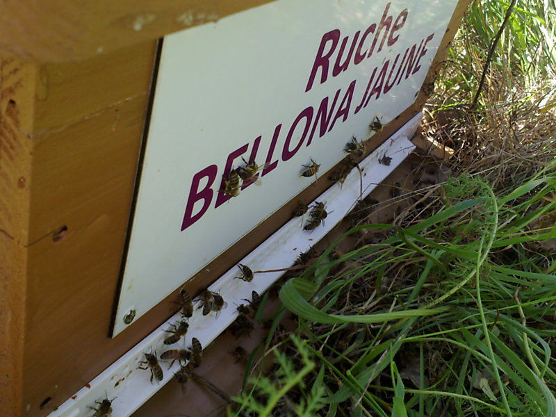 La ruche Bellona jaune