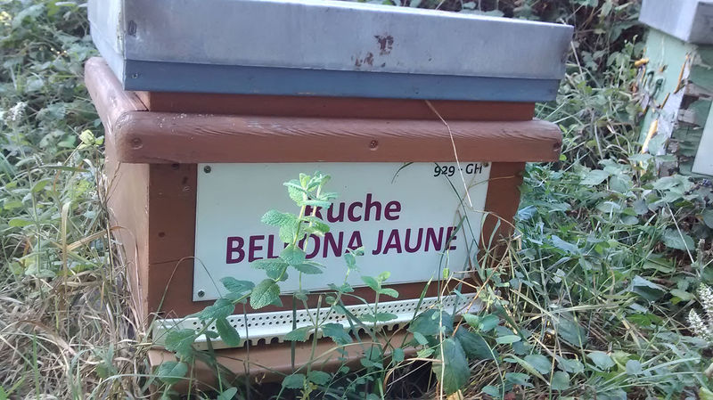 La ruche Bellona jaune