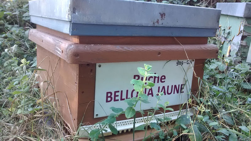La ruche Bellona jaune