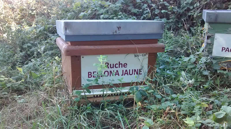 La ruche Bellona jaune