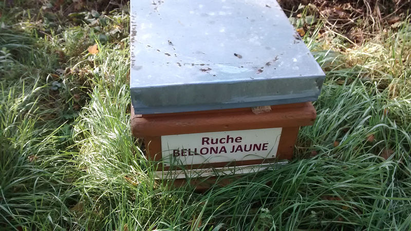 La ruche Bellona jaune