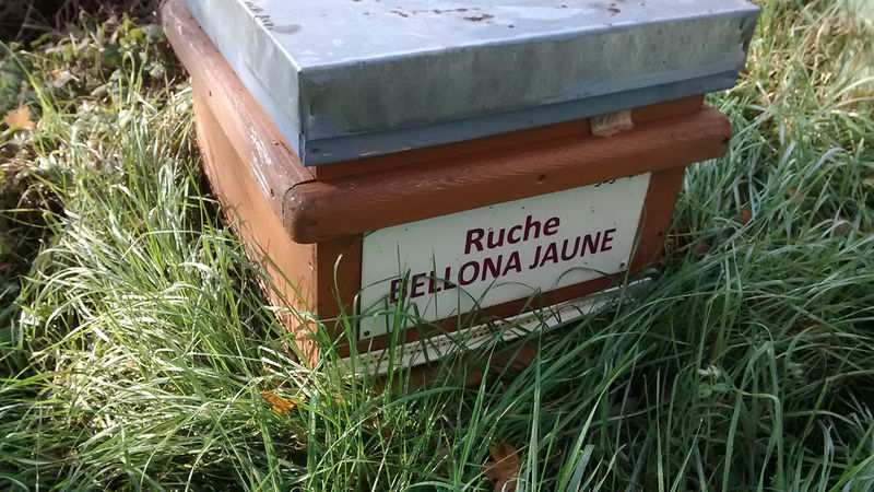 La ruche Bellona jaune