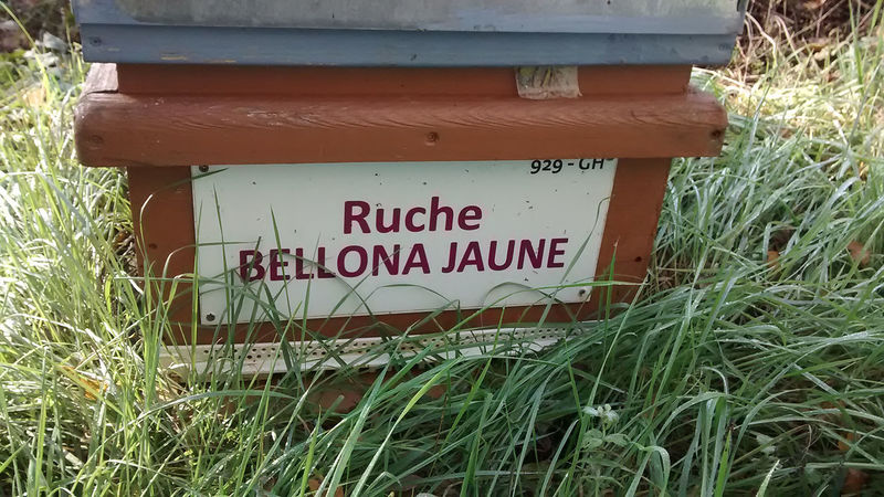 La ruche Bellona jaune