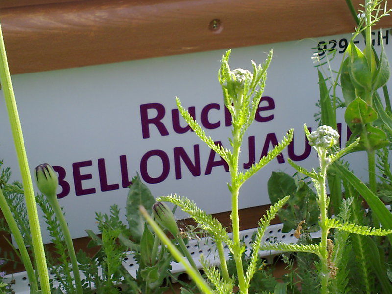 La ruche Bellona jaune