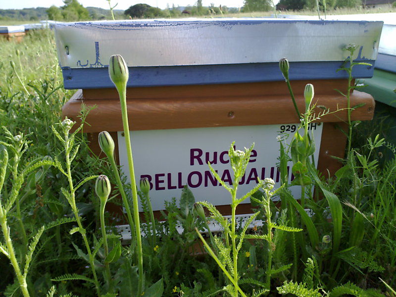 La ruche Bellona jaune