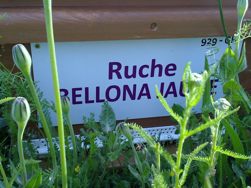 La ruche Bellona jaune