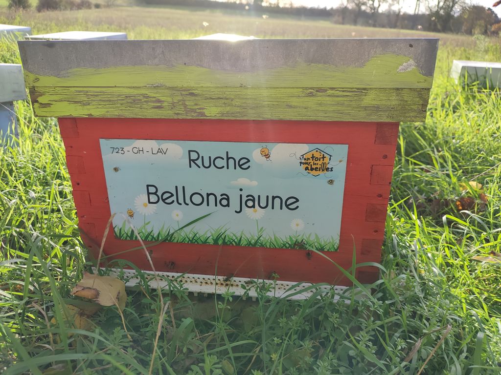 La ruche Bellona jaune