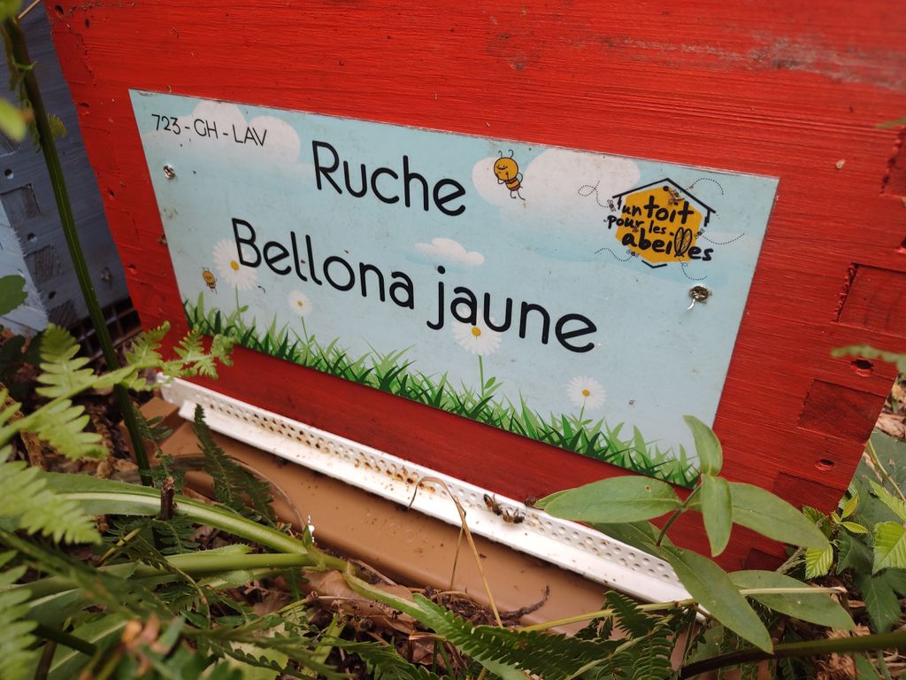 La ruche Bellona jaune