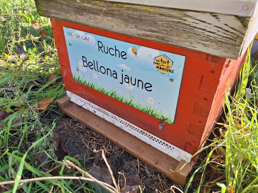 La ruche Bellona jaune