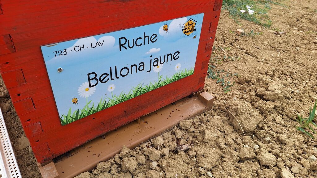 La ruche Bellona jaune