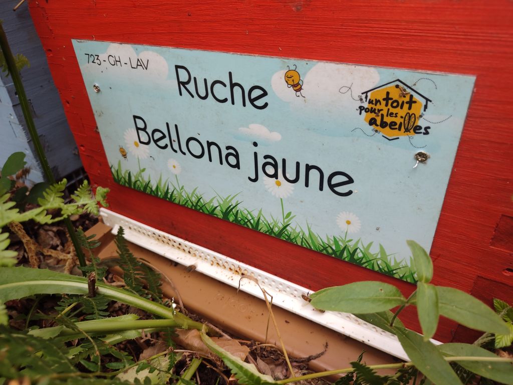 La ruche Bellona jaune
