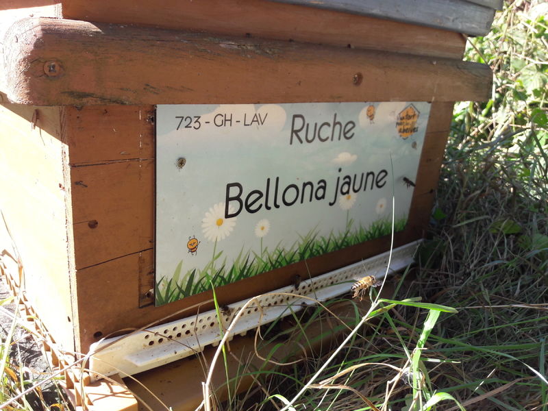 La ruche Bellona jaune