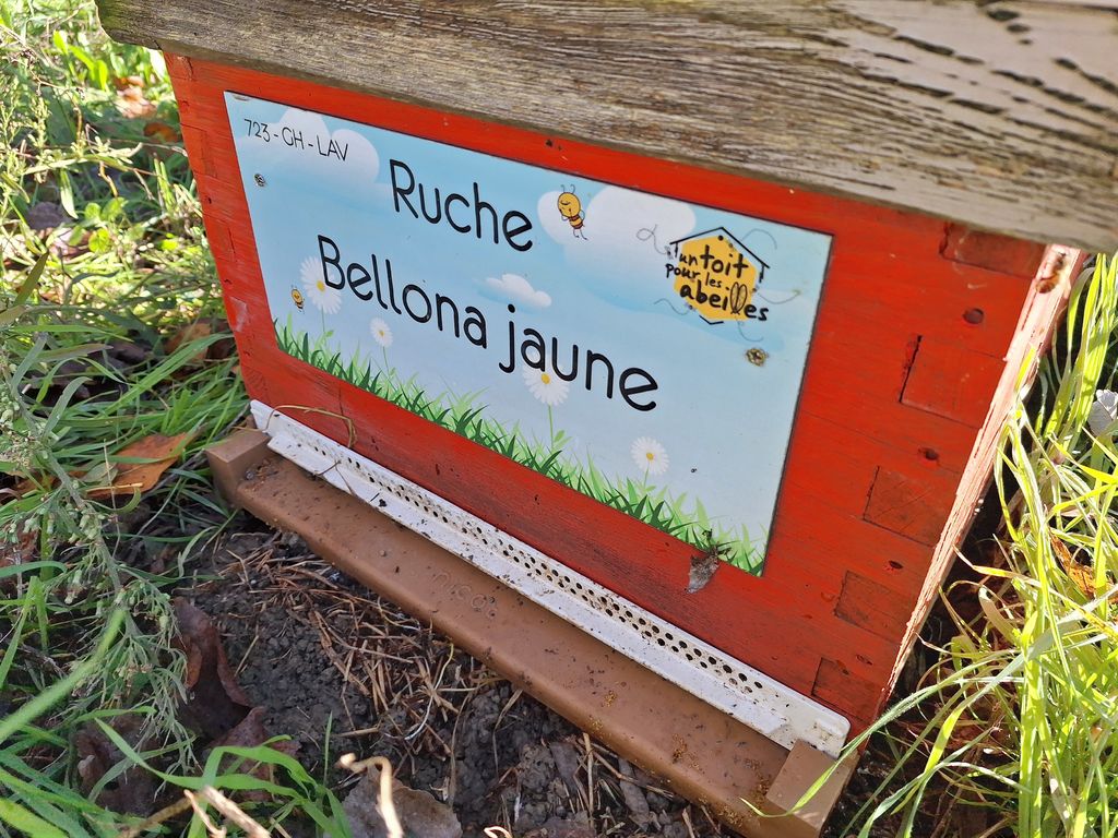 La ruche Bellona jaune