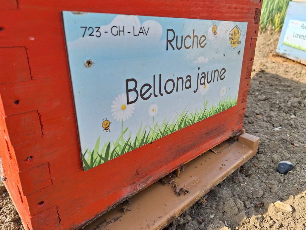 La ruche Bellona jaune