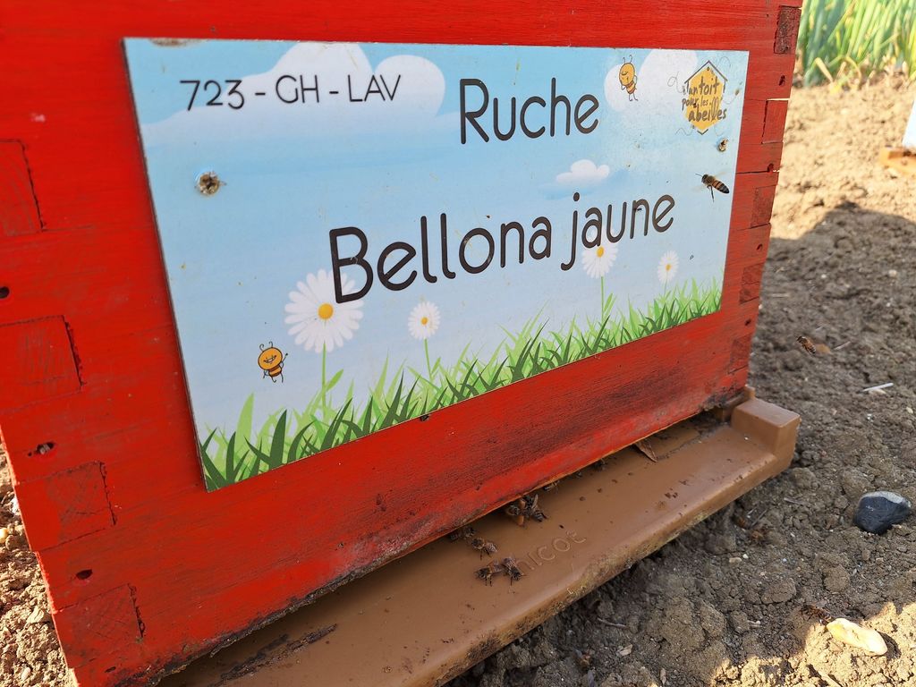La ruche Bellona jaune