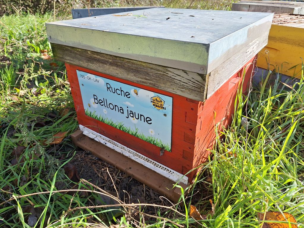 La ruche Bellona jaune