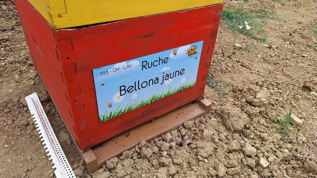 La ruche Bellona jaune
