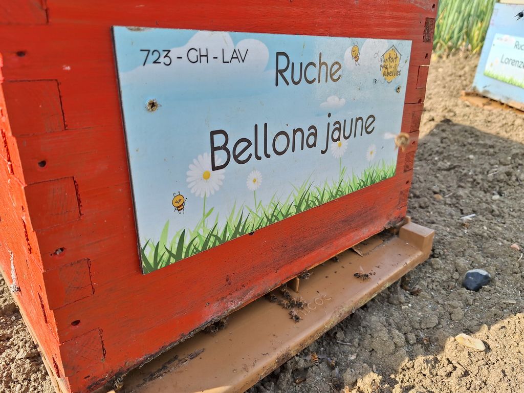 La ruche Bellona jaune