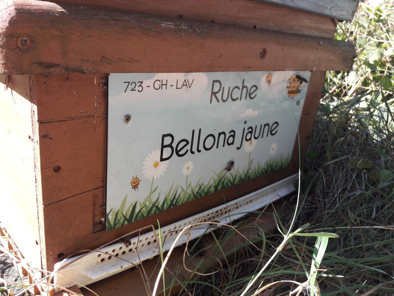 La ruche Bellona jaune