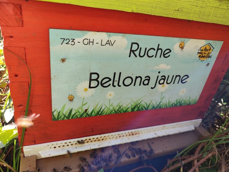 La ruche Bellona jaune