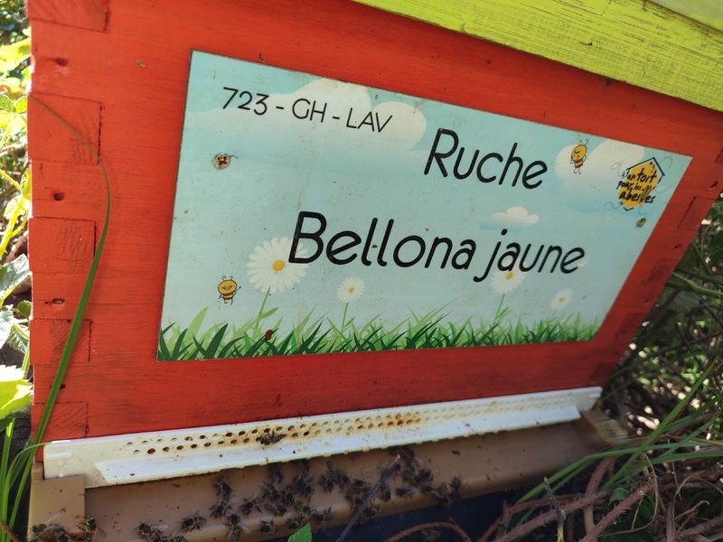 La ruche Bellona jaune