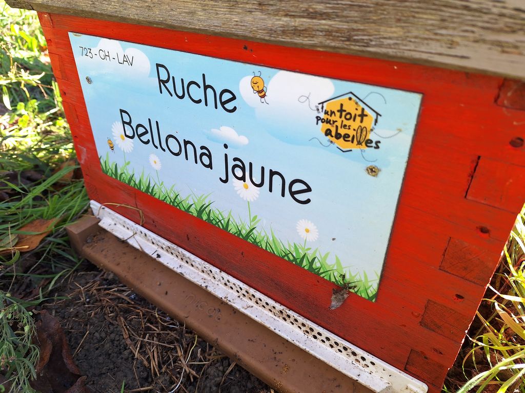 La ruche Bellona jaune