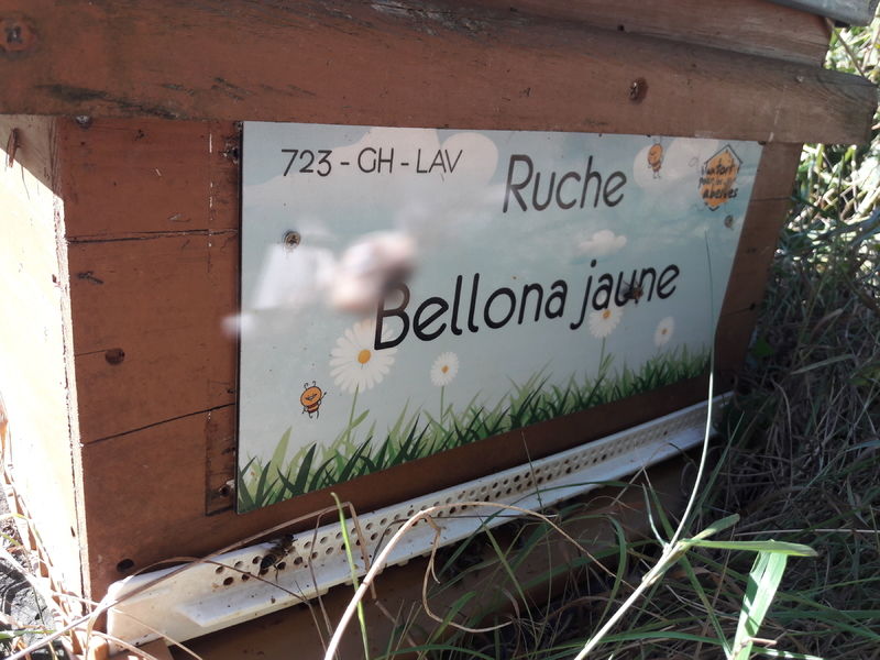 La ruche Bellona jaune