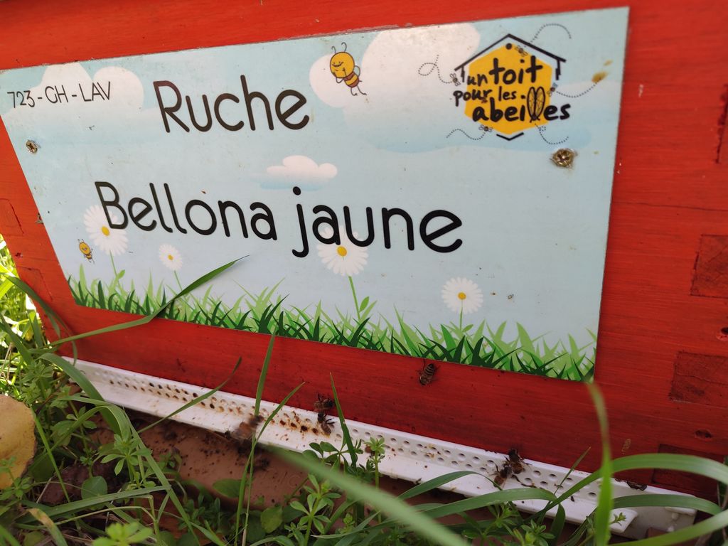 La ruche Bellona jaune
