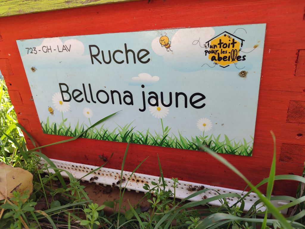 La ruche Bellona jaune