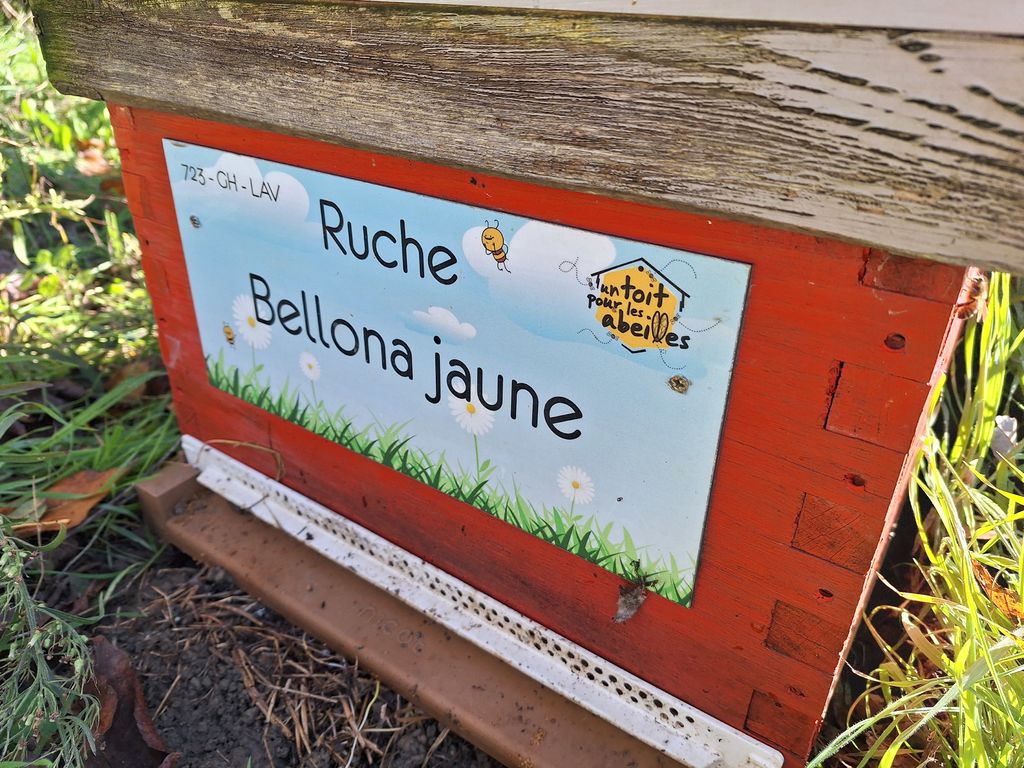 La ruche Bellona jaune