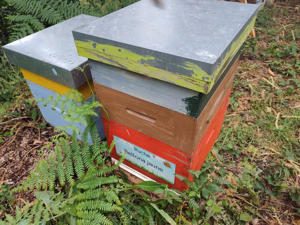 La ruche Bellona jaune