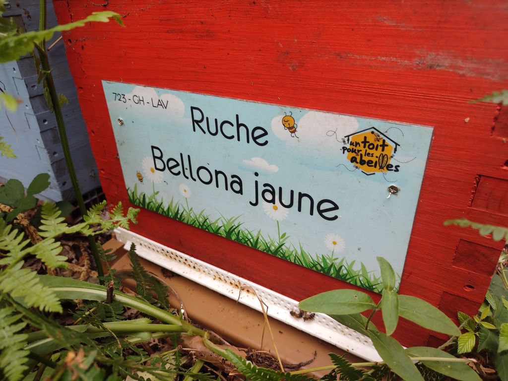 La ruche Bellona jaune