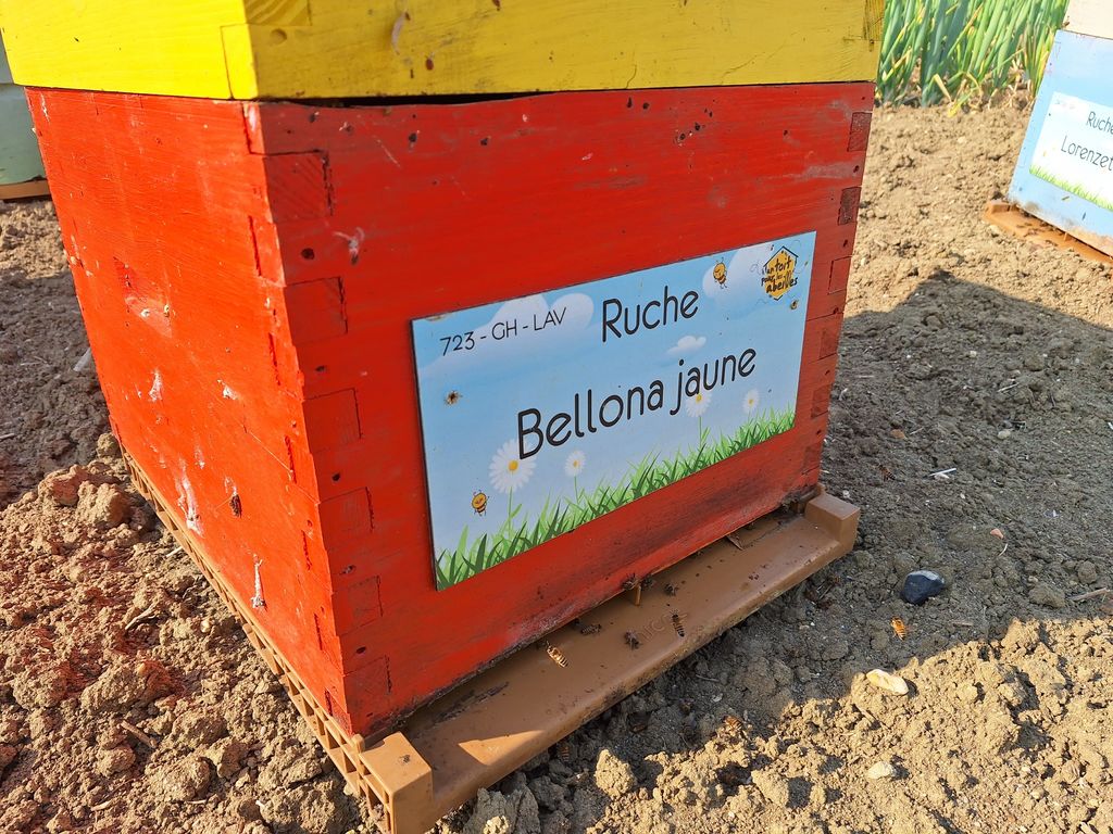 La ruche Bellona jaune