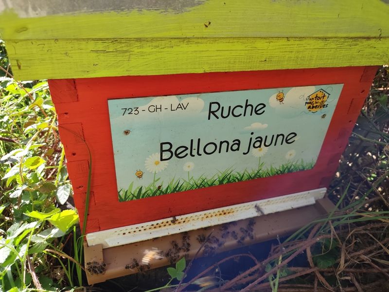 La ruche Bellona jaune