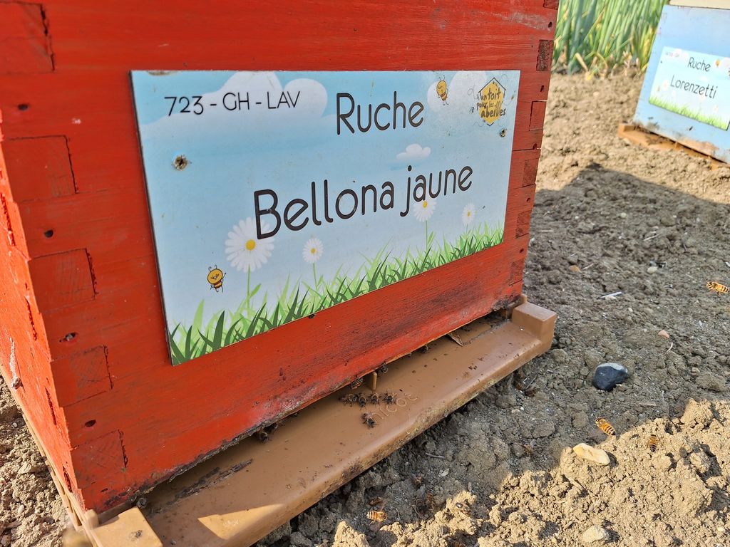 La ruche Bellona jaune