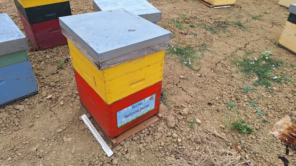 La ruche Bellona jaune