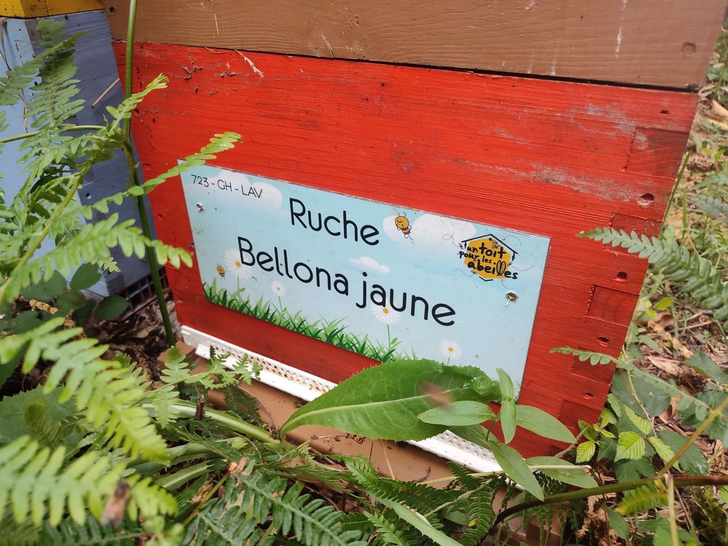La ruche Bellona jaune