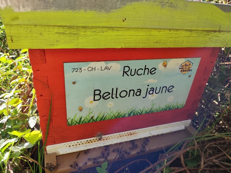 La ruche Bellona jaune