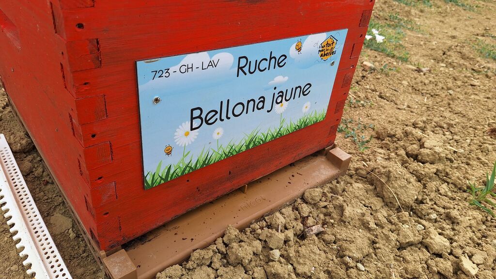 La ruche Bellona jaune