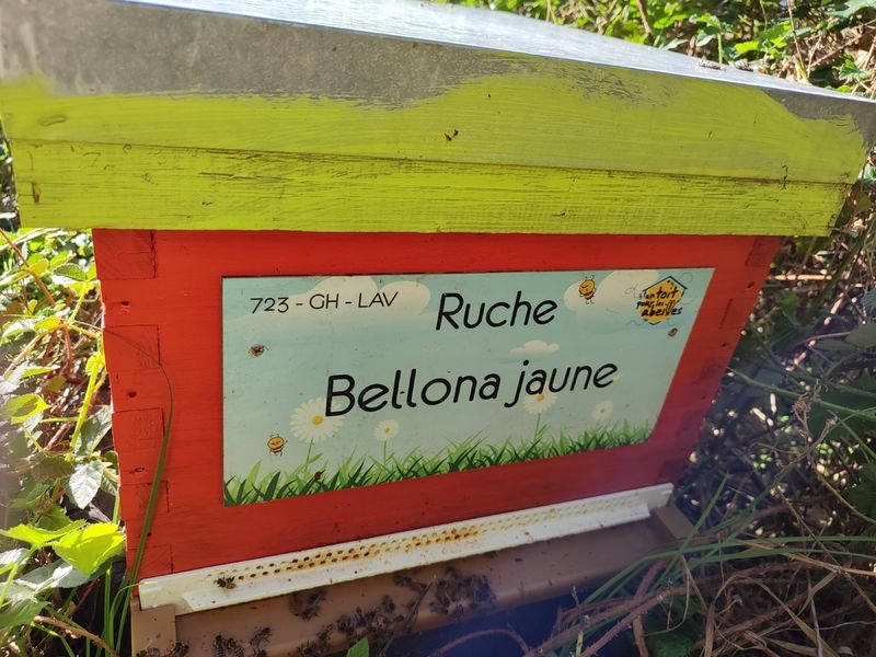 La ruche Bellona jaune