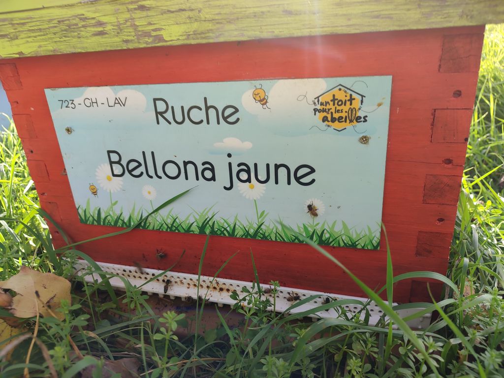 La ruche Bellona jaune