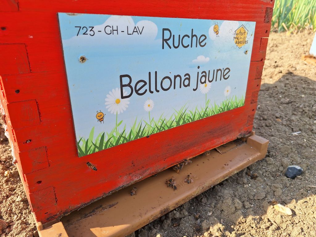 La ruche Bellona jaune