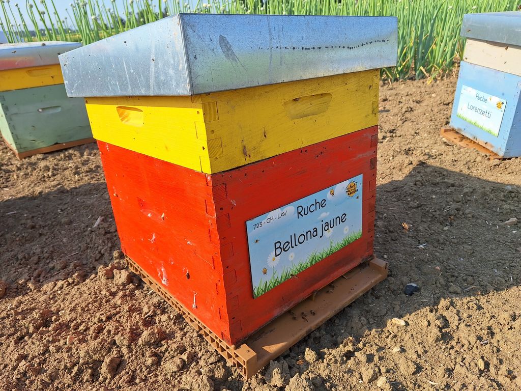 La ruche Bellona jaune