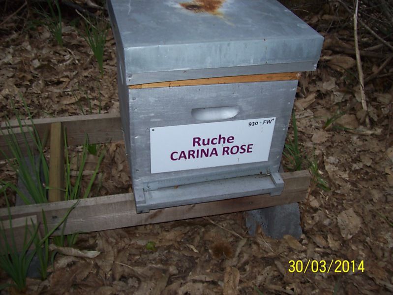 La ruche Carina rose