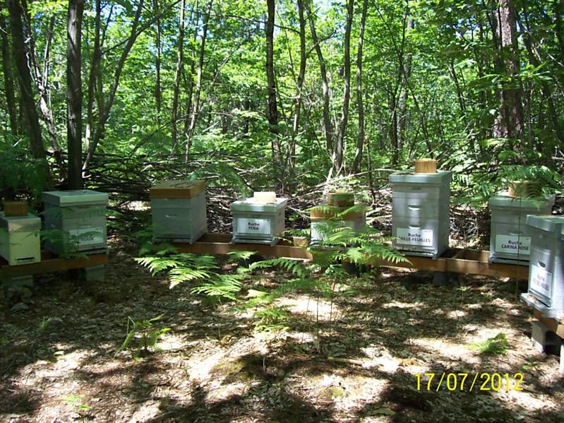 La ruche Carina rose