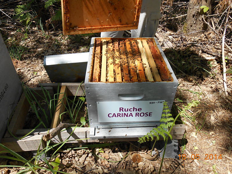 La ruche Carina rose