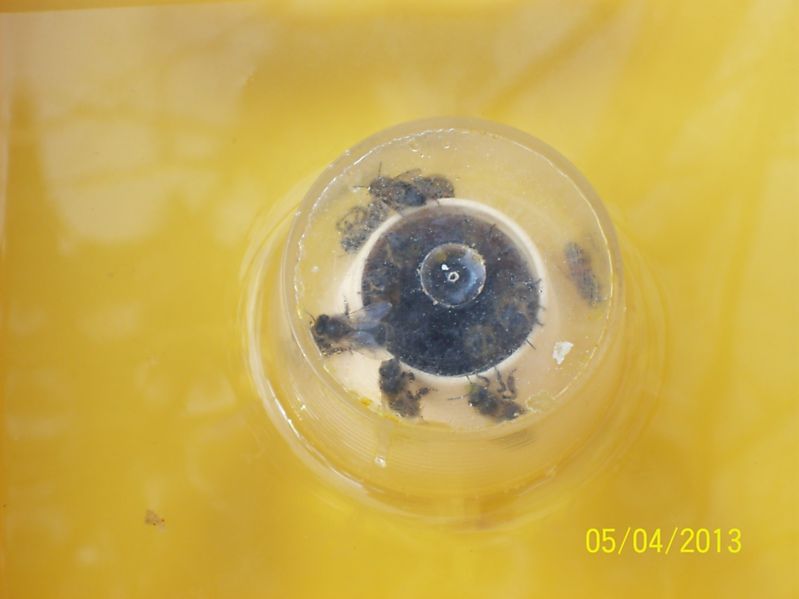 La ruche Carina rose