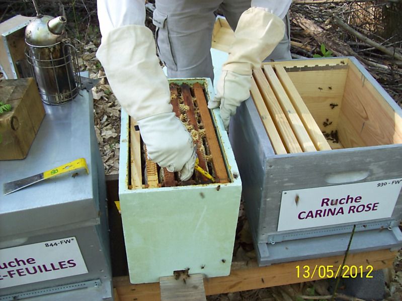 La ruche Carina rose