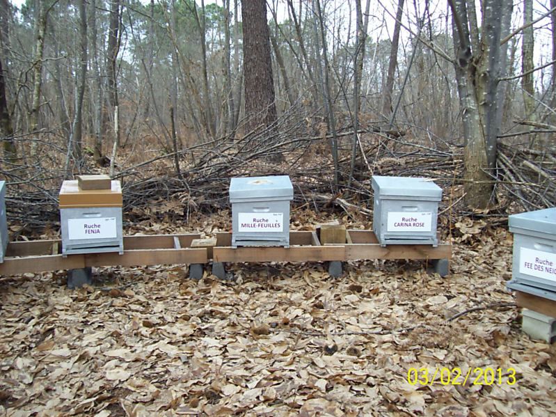 La ruche Carina rose